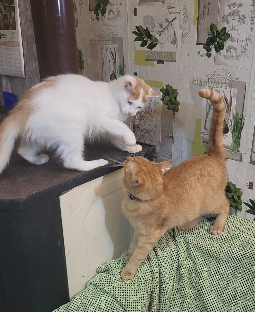 OSCAR Adoptii Pisici Brasov