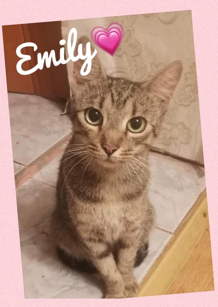 Emily. Adoptii Pisici Brasov
