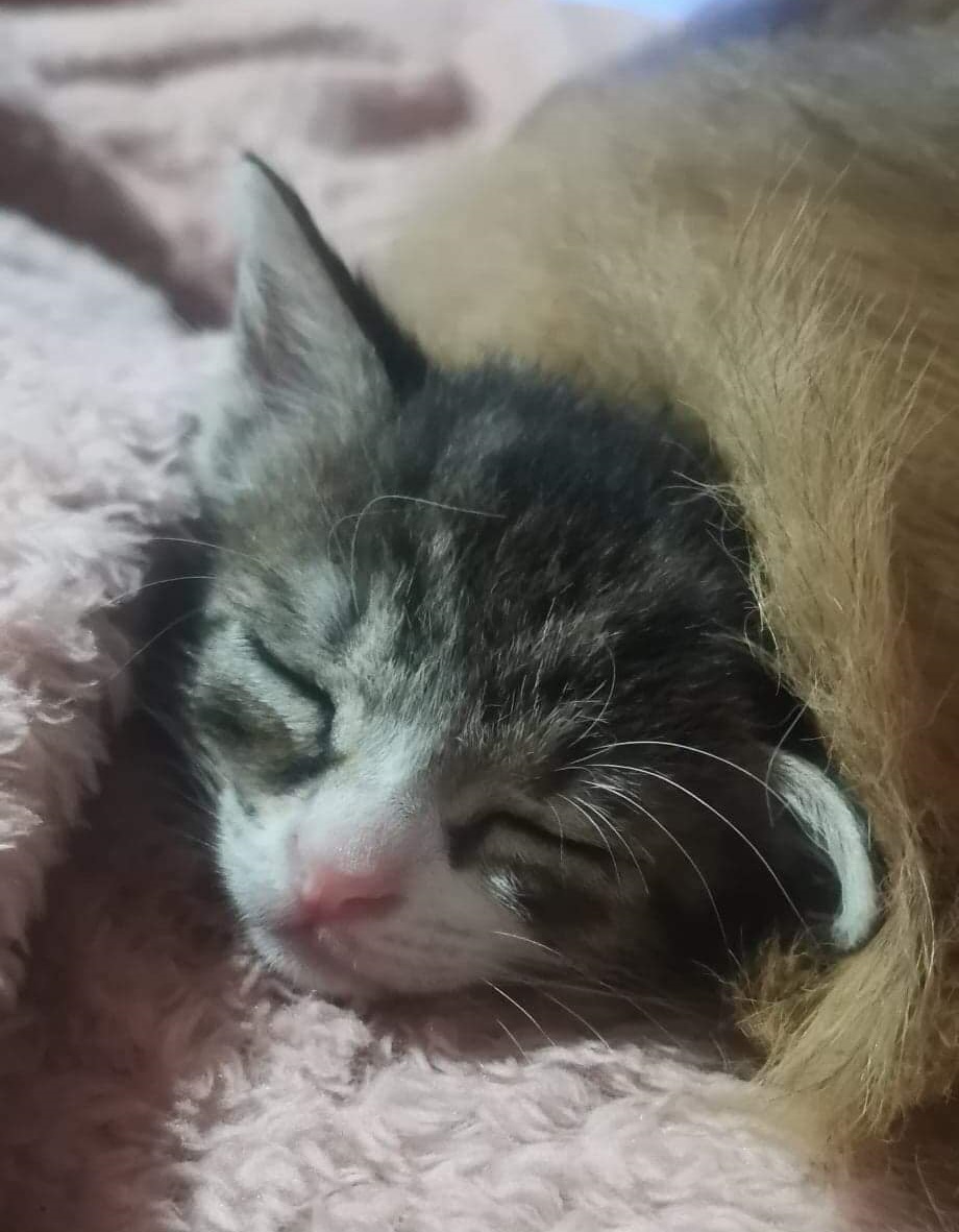 Cleo. Adoptie Pisica Brasov