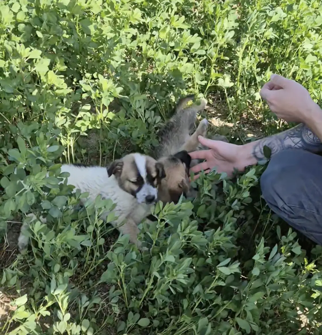 Abandoned puppies